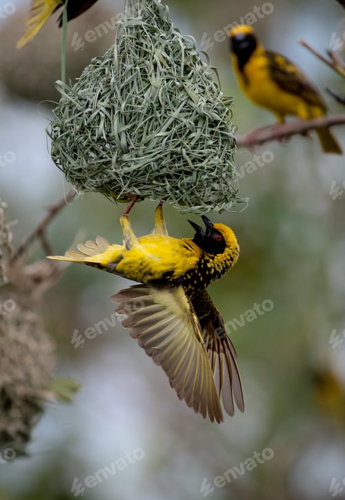 Preview: A village weaver bird, Ploceus cucullatus, hangs upside down on its nest, wings spread