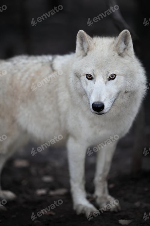 Preview: Arctic Wolf (Canis lupus arctos) aka Polar Wolf or White Wolf -