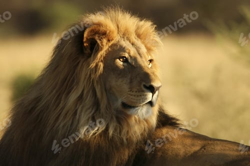 Preview: lion, wilderness, leo
