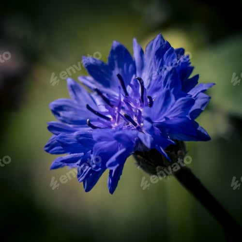 Preview: Square close-up shot of a blue cornflower on a blurred background.