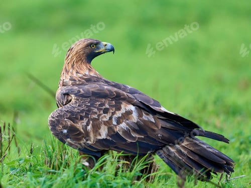 Preview: Golden eagle (Aquila chrysaetos)