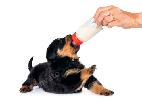 Vista previa: cachorro rottweiler amamanta un biberón
