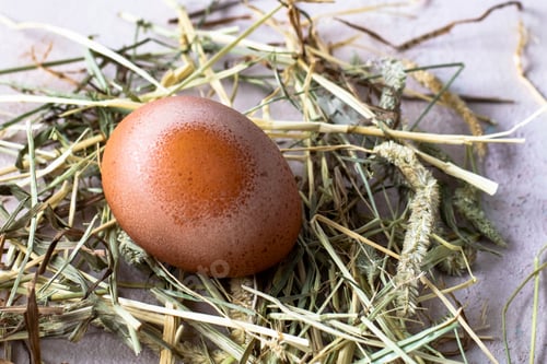 Preview: Fresh brown organic egg on straw