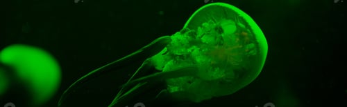 Preview: Selective focus of jellyfishes in green neon light on black background, panoramic shot