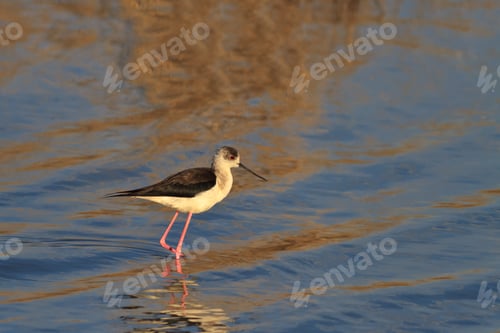 Preview: Black-Winged Stilt Wading in Calm Waters