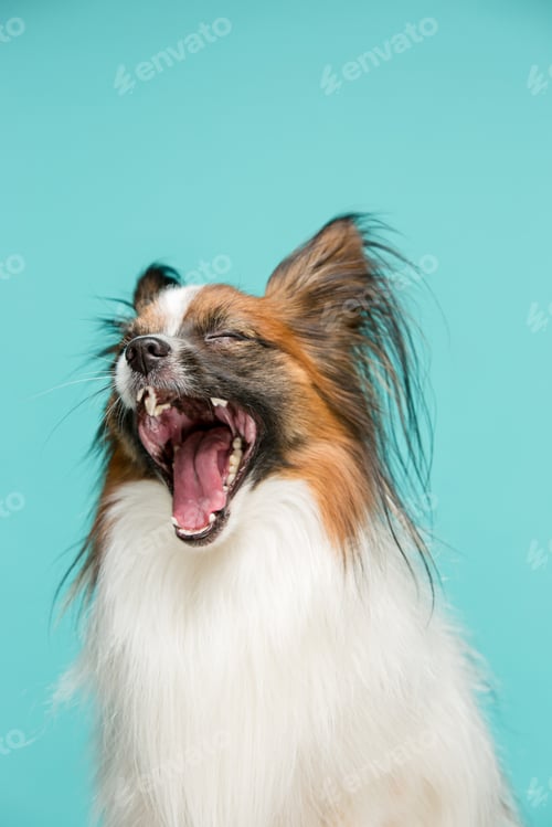 Preview: Studio Portrait Of A Small Yawning Puppy Papillon
