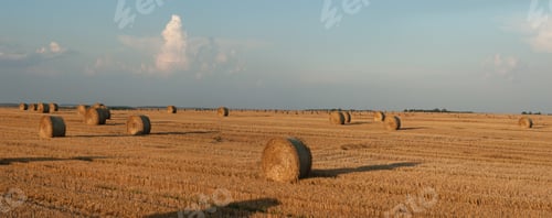 Preview: panoramic view of straw bales scattered on the field after the harvest