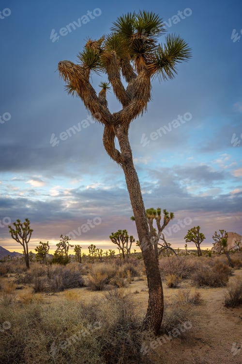 Preview: Vertical shot of Joshua trees in Joshua Tree National Park, California
