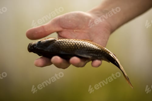 Preview: male hand holding fresh river fish