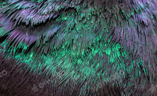 Preview: green and purple pigeon feathers. background or texture