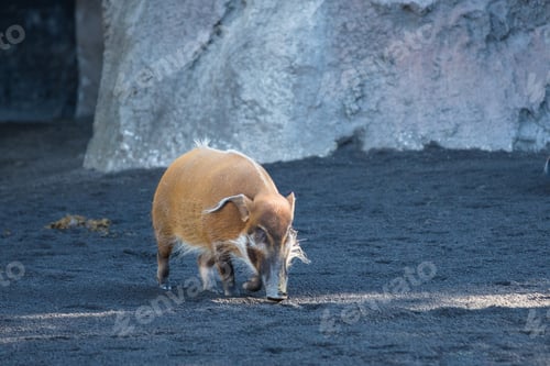 Preview: Red River Hog