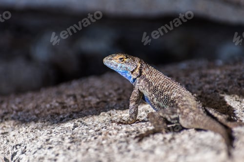Preview: Blue bellied lizard (Sceloporus occidentalis)