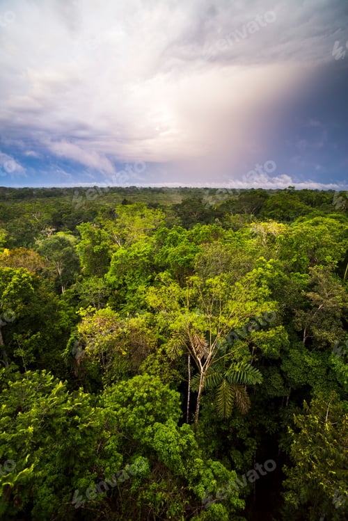 Preview: Amazon Rainforest at Sacha Lodge, Coca, Ecuador, South America