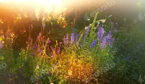 Preview: Late summer garden. A panorama photo of the garden in late summer.