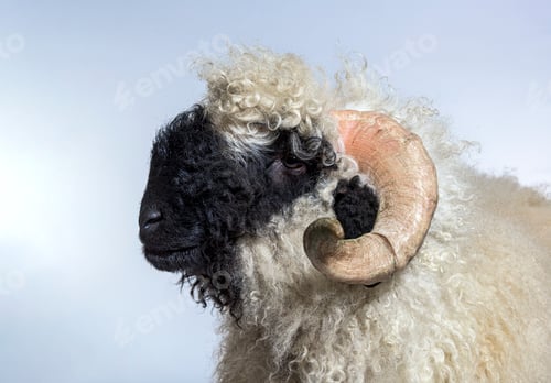 Preview: Portrait side view of adulte Valais Black nose