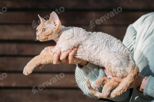 Preview: Obedient Devon Rex Cat With White Orange Fur Color Sit On Hands. Curious Playful Funny Cute Amazing