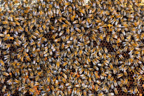 Preview: many workers bees seen from above on a piece of honeycomb, Bee background
