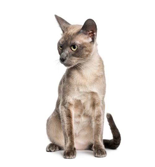 Preview: Tonkinese sitting, isolated on white (18 months old)