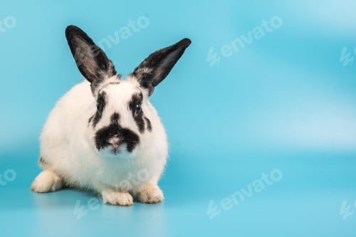 Preview: bunny Easter fluffy baby rabbit or new born rabbit. baby cute rabbit or new born adorable bunny.