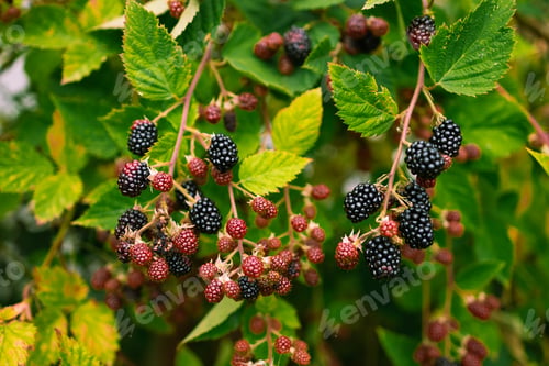 Preview: Blackberry fruit growing, ripening blackberries on branch, bramble plant in the garden