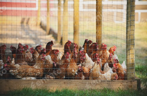 Preview: Chicken fenced in a chicken coop, late evening sun shining in