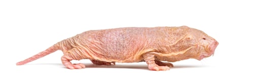 Preview: Naked Mole-rat, hairless rat, isolated on wihte
