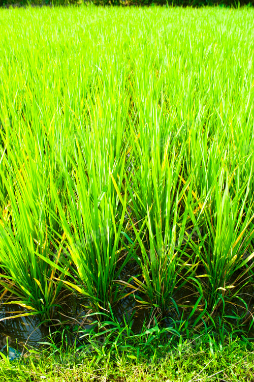 Preview: Close Up Photo of Paddy Fields in Ubud, Asia