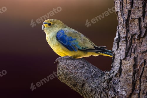 Vista previa: Vibrant parrot on tree branch