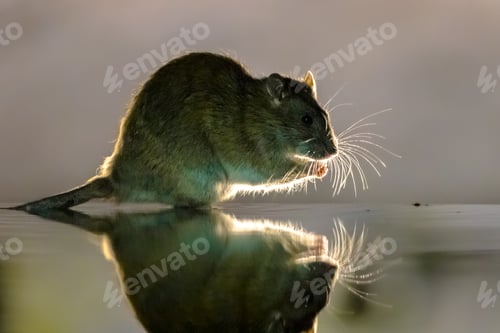 Preview: Brown rat in darkness walking in water