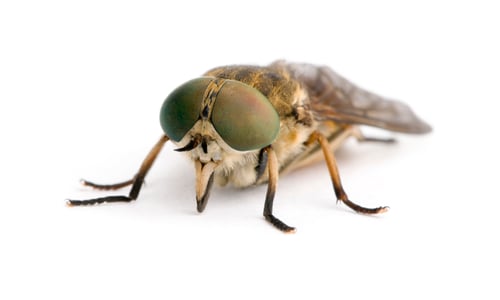 Preview: Pale giant horse-fly, Tabanus bovinus, in front of white background, studio shot