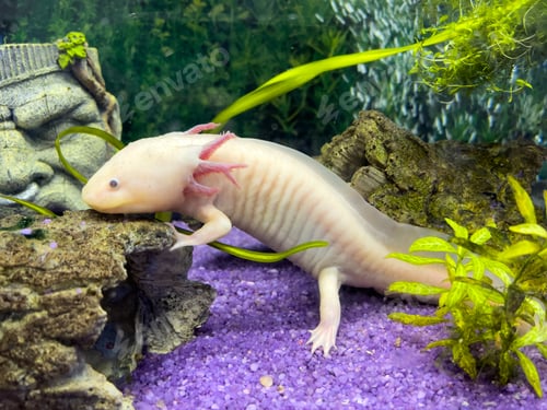 Preview: Underwater Axolotl portrait in an aquarium. Ambystoma mexicanum. Mexican walking fish