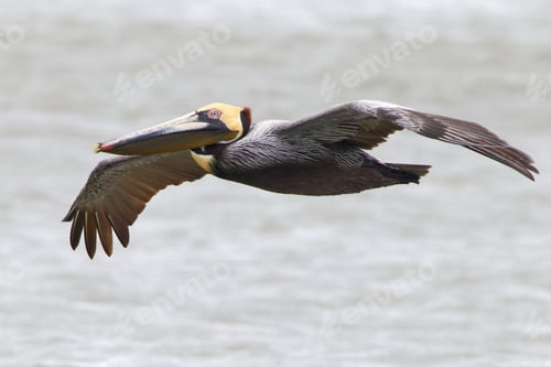Preview: a large bird flying low to the ground near water and a shore