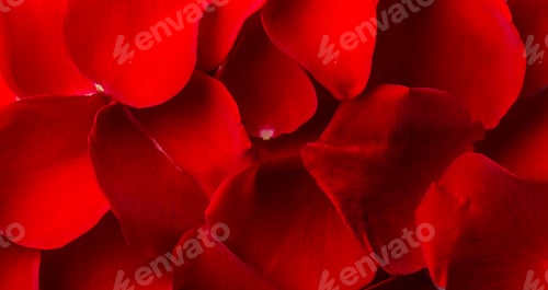 Preview: Love composition. Studio shot.