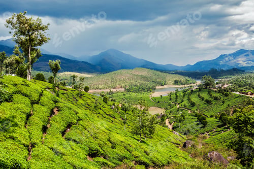 Preview: Tea plantations in mountains