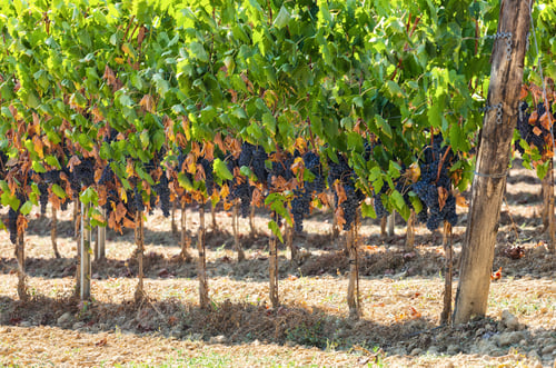 Preview: Tuscan vineyard with red grapes.