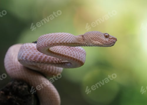 Preview: viper snake