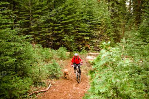 Preview: Cyclist with dog riding through a forest trail