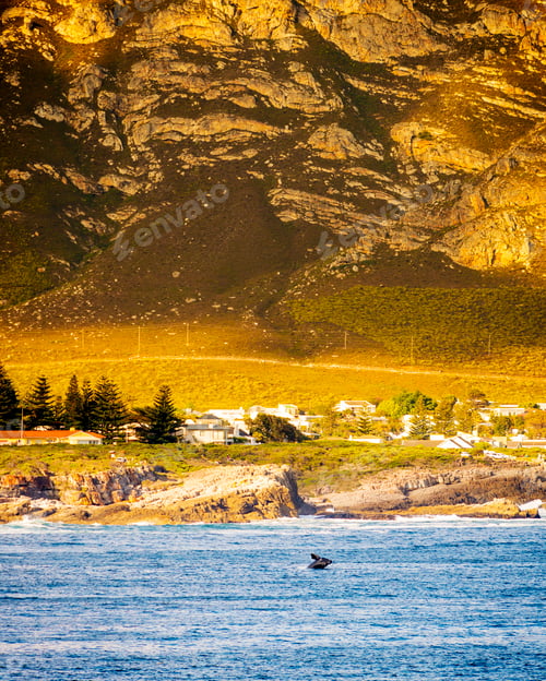 Preview: Hermanus Whale Watching