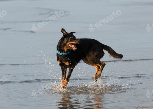 Preview: french shepherd in sea