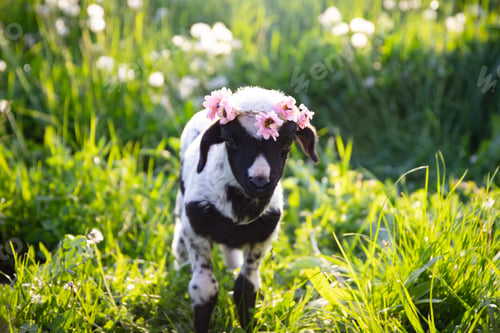 Preview: Beautiful baby lamb with flower wreath in magic light
