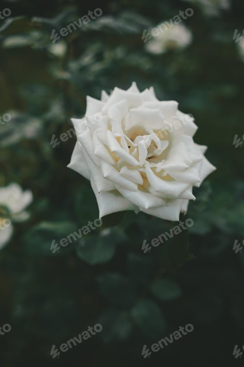 Preview: white rose on green background