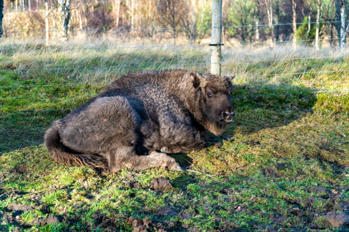 Preview: the brown bear is sitting in the shade of the wire