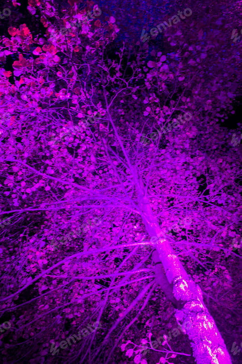 Preview: Neon light night show in a park on a city lake in Belgium, trees illuminated