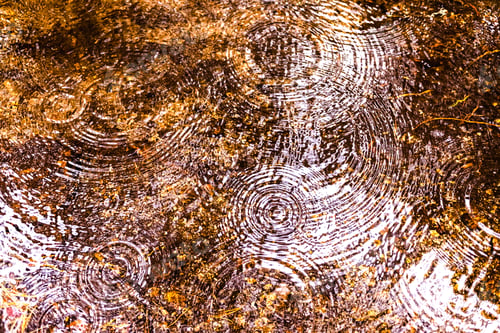 Preview: Raindrops falling on a puddle in a forest.