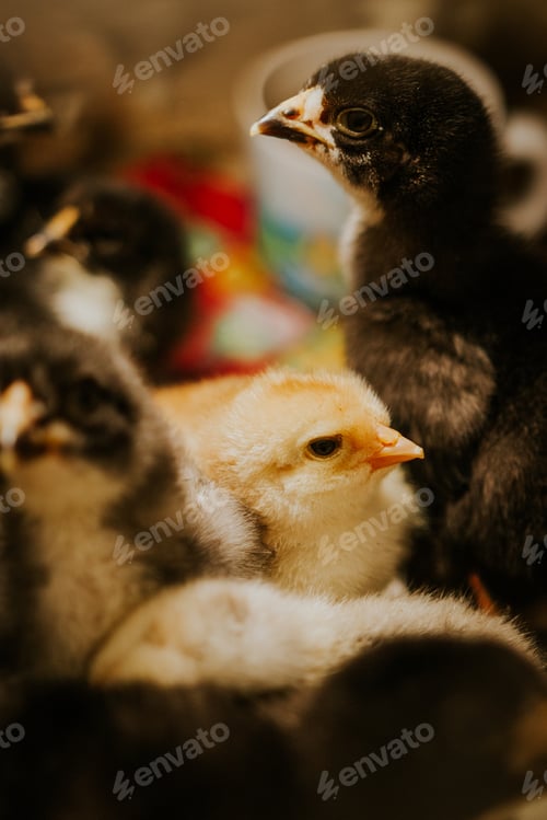 Preview: Baby chicks in the house