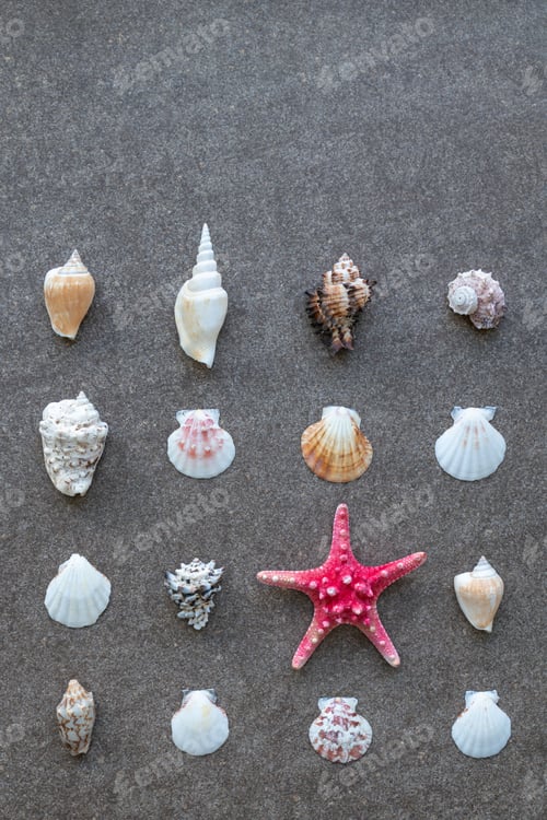 Preview: Starfish and sea shells arranged in rows on the sand