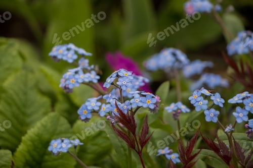 Preview: Spring flowers. blue forget-me-not flowers close-up. natural flower background