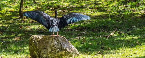 Preview: Bare-faced ibis perched on a big stone