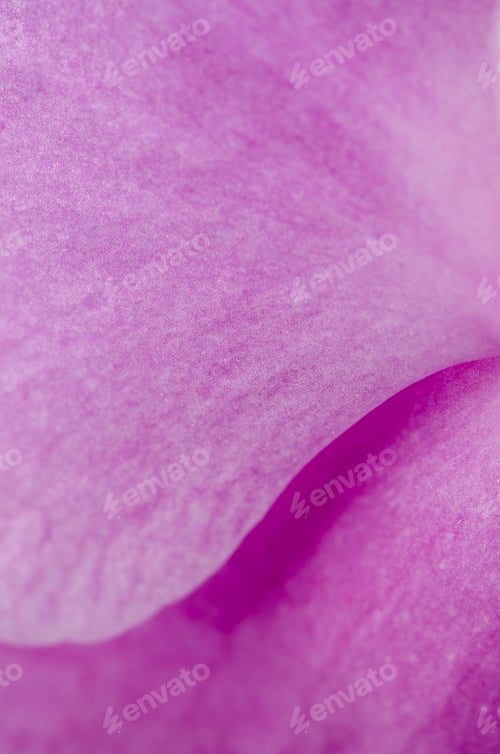 Preview: Closeup of beautiful pink orchid