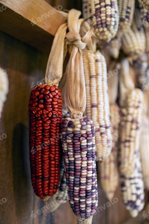 Preview: Ripe dried corn cobs hanging on the old wooden